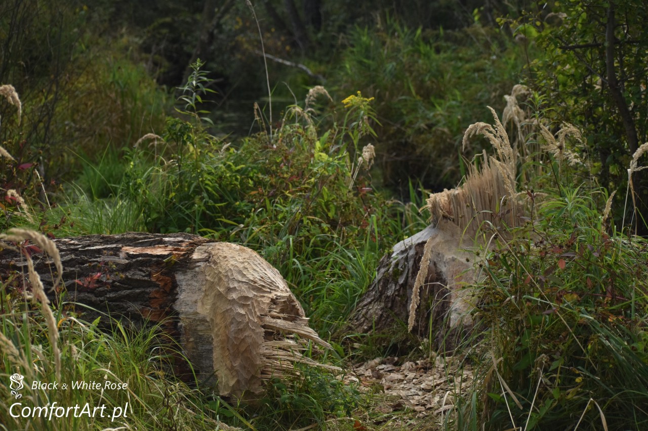 Torfowisko Wielkie Błoto bobry